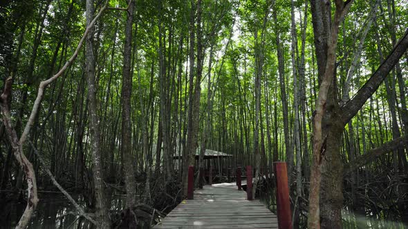 panning shot of wooden bridge in a mangrove forest at Tung Prong Thong, Rayong, Thailand alt