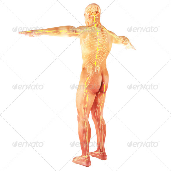 Nervous system - Stock Photo - Images