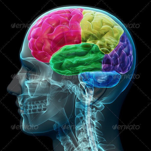 Brain coloed sections - Stock Photo - Images