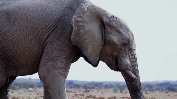 African Elephant Drinking With Trunk On Mouth In Nxai Pan National Park In Botswana. - close up shot alt
