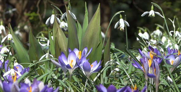 Snowdrops & Crocuses - Spring Flowers - 129 by VideoMagus | VideoHive