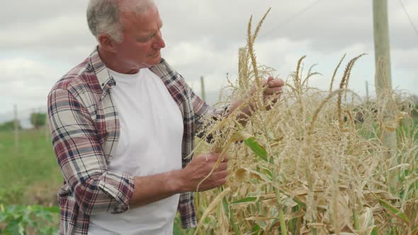 Mature man working on farm alt