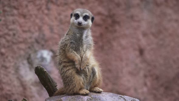 Meerkat on a stone, Suricata suricatta