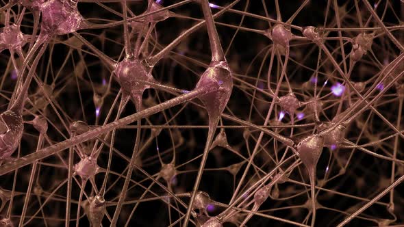Neural Network Inside the Brain