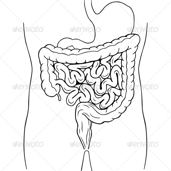 Internal Digestive System - Health/Medicine Conceptual