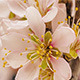 Apricot Flower Blooming - VideoHive Item for Sale
