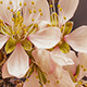 Apricot Flower Blossoming 1 - VideoHive Item for Sale