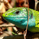 Green Lizard - VideoHive Item for Sale