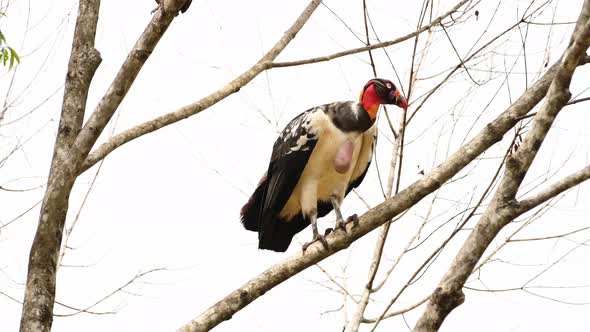 King Vulture (sarcoramphus papa), a Large Costa Rica Bird, Wildlife at Boca Tapada, Perched on a Bra alt
