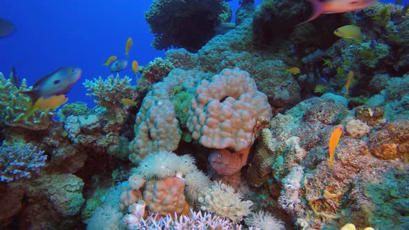 Underwater Yellow Moray alt
