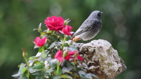 Blackbird and Roses