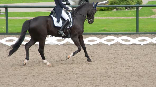 Graceful Black Horse Gallops