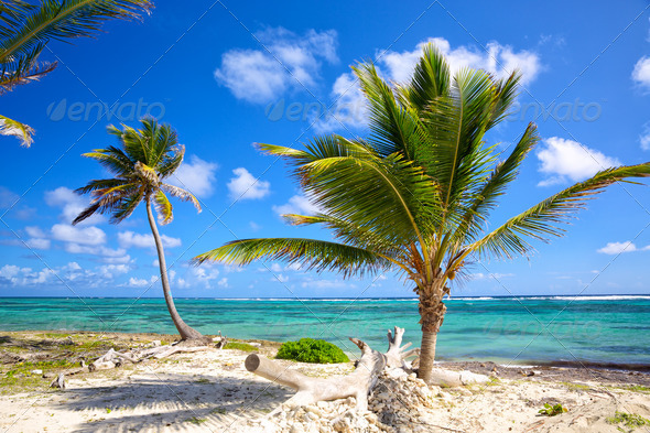 Caribbean coastline - Stock Photo - Images