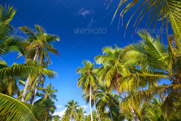 Coconut palm trees - Stock Photo - Images