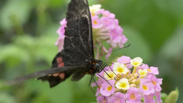 Macro prores shot of black butterfly with dried wings collecting nectar of pink flower - green blurr alt