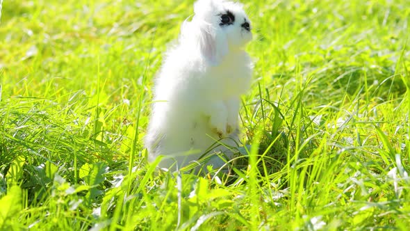 White rabbit with black spots of mini lop on the grass.