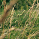 Thru The Grass - VideoHive Item for Sale