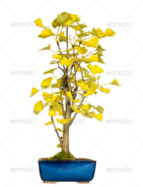 Ginkgo bonsai tree, isolated on white Stock Photo by Lifeonwhite