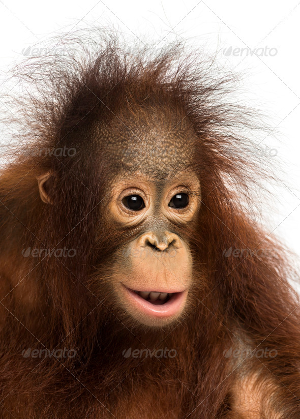 Close-up of a young Bornean orangutan, Pongo pygmaeus, 18 months old, isolated on white - Stock Photo - Images