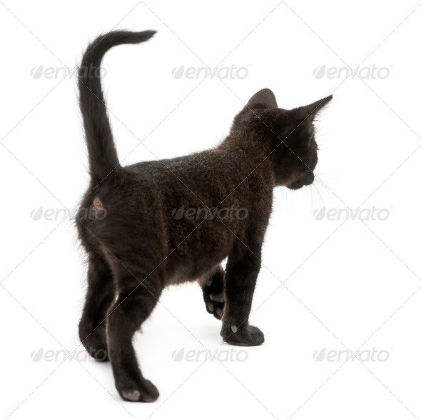 Rear View Of A Black Kitten Walking 2 Months Old Isolated On White Stock Photo By Lifeonwhite