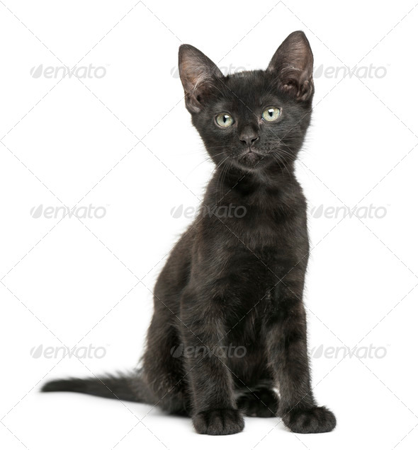 Black kitten sitting, looking up, 2 months old, isolated on white - Stock Photo - Images