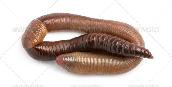 Common earthworm viewed from up high, Lumbricus terrestris, isolated on white - Stock Photo - Images