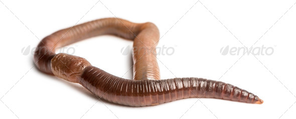 Common earthworm viewed from up high, Lumbricus terrestris, isolated on white - Stock Photo - Images
