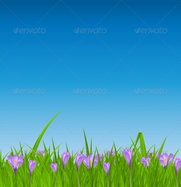 Crocuses Nature Background - Landscapes Nature