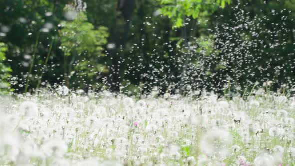 Dandelion Seed Flying Extravaganza