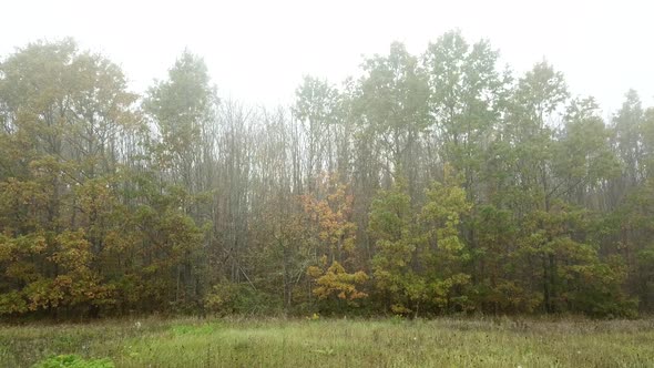 Aerial Fly Near Autumn Trees in Mystic Forest and Fog alt