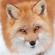 Young Red Fox Looking up at the Camera - PhotoDune Item for Sale