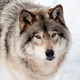 Gray Wolf in the Snow Looking up at the Camera - PhotoDune Item for Sale