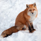 Young Red Fox in the Snow Looking at the Camera - PhotoDune Item for Sale