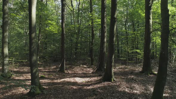 Flying Through Deciduous Forest