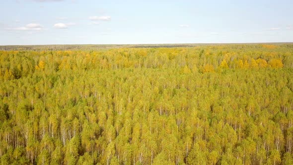 Autumn Forest Nature