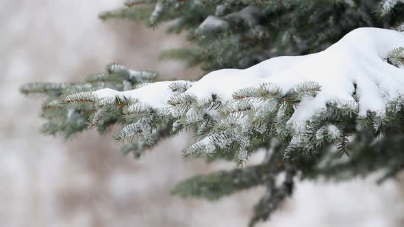 Falling Snow And A Pine