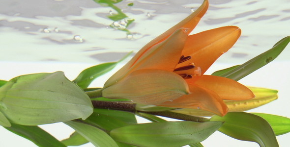 Lily in Water