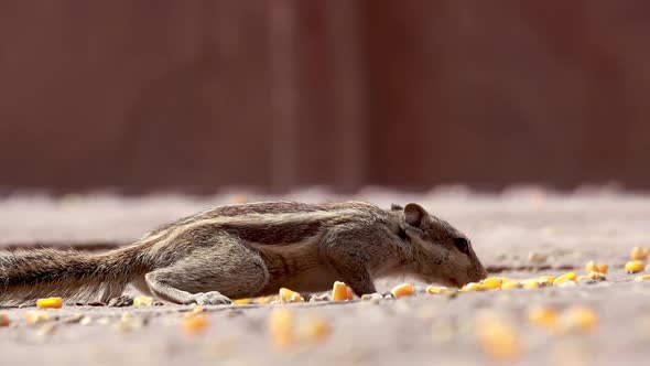Indian Palm Squirrel or Three-striped Palm Squirrel Funambulus Palmarum alt