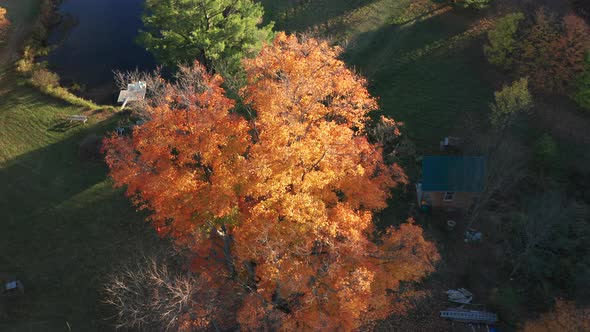 Aerial Drone Shot Orbiting a Bright Orange Tree on a Farm During Fall
