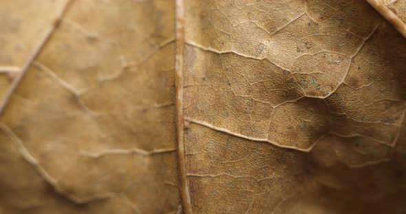 Autumn leaf macro rotating studio 4K