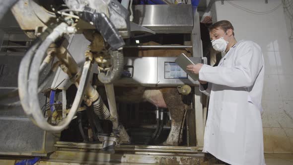 Farmer using automatic milking machine. alt