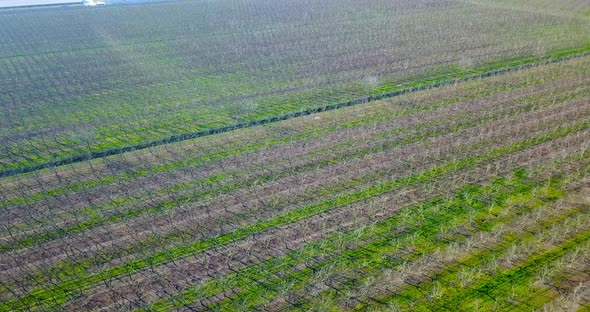 Terrain with Green Sprouted Land Strips and Tree Saplings alt