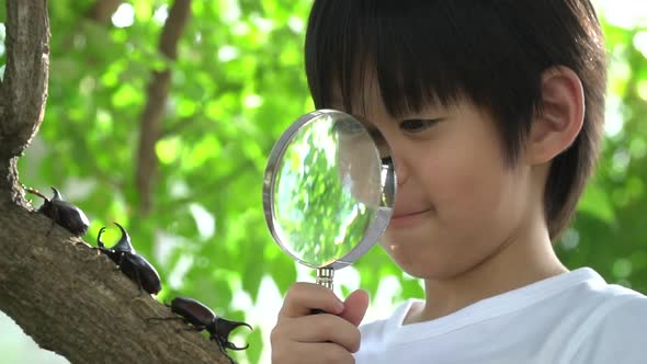 Cute Asian Child Looking Through A Magnifying Glass At A Rhinoceros Beetle In The Forest alt