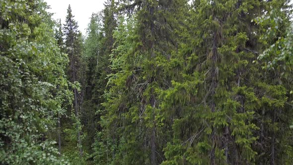 Aerial Top Down View on Forest in the Summer, Drone Shot Flying Over Tree Tops, Nature Background