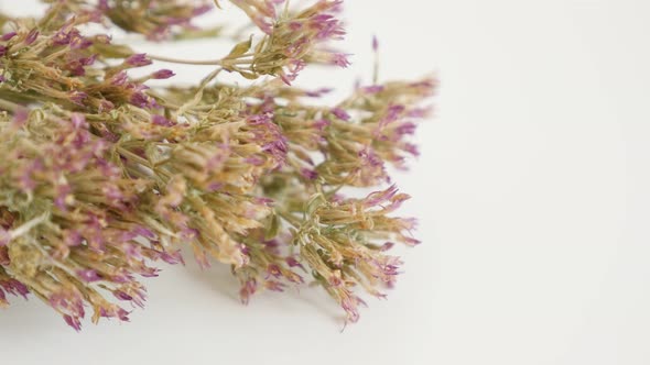 Shallow DOF Centaurium erythraea dried flowers slow tilt 4K 2160p 30fps UltraHD footage - Common Eur alt