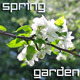 Flowers of Apple Tree in Spring Garden Flowers of Apple Tree in Spring Garden - VideoHive Item for Sale