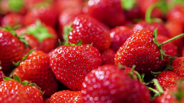 Harvest Of Ripe Red Strawberries Closeup Strawberry Rotation alt