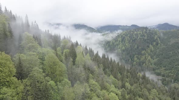 Landscape of the Carpathian Mountains. Slow Motion. Ukraine. Aerial. Gray, Flat alt