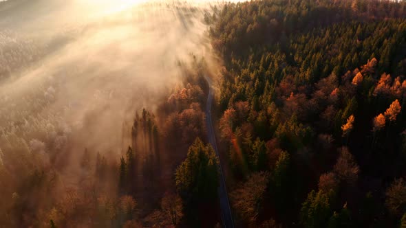 Country road through a foggy autumn morning forest with sunrays at sunrise