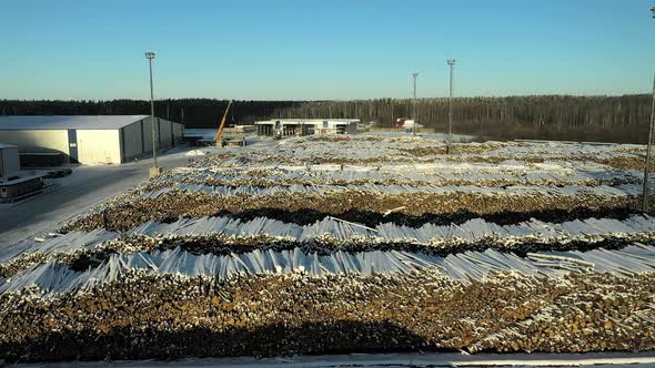 Huge Stocks of Logs at the Wood Processing Plant